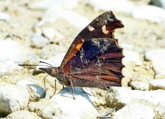 �e���O�`���E